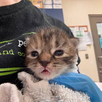 Morticia -  Domestic Short Hair Cat for Adoption in Lynchburg, Virginia - Morticia | PetCurious