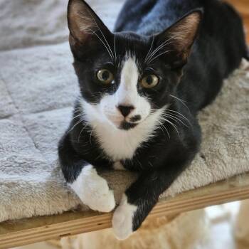 Bear Claw -  Domestic Short Hair Cat for Adoption in Houston, Texas - Bear Claw | PetCurious