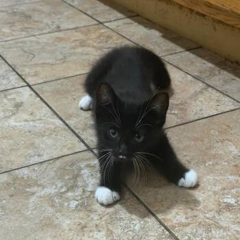 Buc-ee -  Domestic Short Hair Cat for Adoption in Chicago, Illinois - Buc-ee | PetCurious