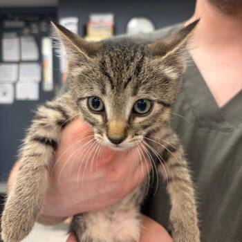 Teton -  Domestic Short Hair Cat for Adoption in Bloomington, Illinois - Teton | PetCurious