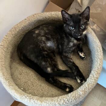PamPam -  Tortoiseshell and Domestic Short Hair Cat for Adoption in Lombard, Illinois - PamPam | PetCurious