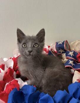 Braxton -  Russian Blue and Domestic Short Hair Cat for Adoption in Picayune, Mississippi - Braxton | PetCurious