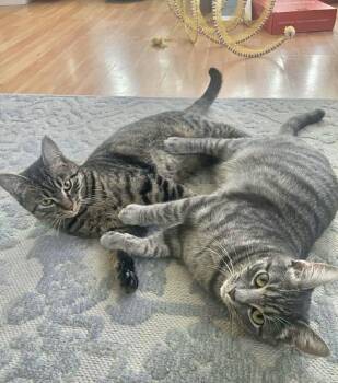Domestic Short Hair Cats Available for Adoption - Nova And Marina | PetCurious