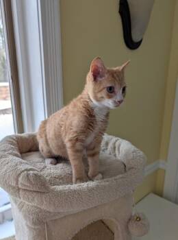 Domestic Medium Hair Cats Available for Adoption - Billy Ray | PetCurious