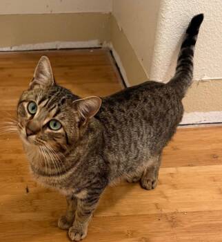 Domestic Short Hair and Tabby Cats Available for Adoption - Tony | PetCurious
