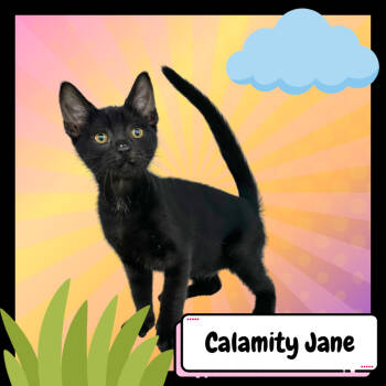 Rescue Domestic Short Hair Cats for Adoption in Suisun City, California - Calamity Jane | PetCurious
