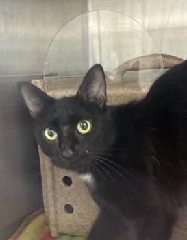 Turquoise -  Domestic Short Hair Cat for Adoption in Lafayette, Indiana - Turquoise | PetCurious