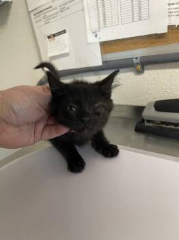 Gogo -  Domestic Short Hair Cat for Adoption in Bolivar, Missouri - Gogo | PetCurious
