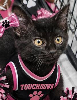 Poppy -  Domestic Short Hair Cat for Adoption in Washington Court House, Ohio - Poppy | PetCurious