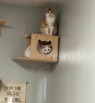 Rescue Siamese Cats for Adoption in Suffolk, Virginia - Pepper And Nacho | PetCurious