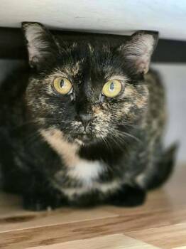 Gem -  Domestic Short Hair Cat for Adoption in Ottawa, Ontario - Gem | PetCurious