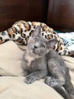 Rescue Domestic Short Hair Cats for Adoption in Manchester, Maryland - Sailor | PetCurious