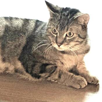 Domestic Short Hair Cats Available for Adoption - Winston | PetCurious