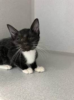 APRIL -  Domestic Short Hair Cat for Adoption in Bloomington, Illinois - APRIL | PetCurious