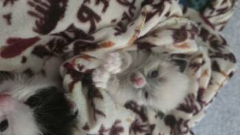 Domestic Short Hair Cats Available for Adoption in Fruit Heights, Utah - Rarity | PetCurious