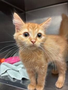 Rescue Domestic Medium Hair Cats for Adoption in Lima, Ohio - Michael Scott | PetCurious