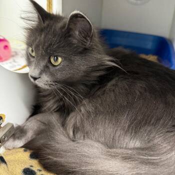 Domestic Medium Hair Cats Available for Adoption in Clavet, Saskatchewan - Moss | PetCurious