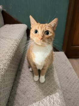Socks -  Domestic Short Hair Cat for Adoption in Bloomington, Indiana - Socks | PetCurious