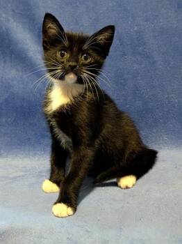 Domestic Short Hair Cats Available for Adoption in Sugar Land, Texas - ROOSEVELT | PetCurious