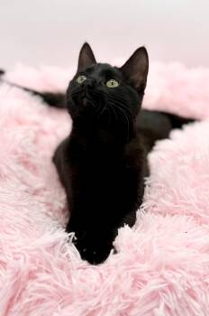 Rescue Domestic Short Hair Cats for Adoption in Covington, Louisiana - Samia | PetCurious