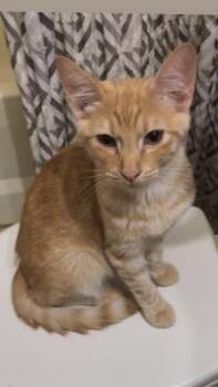 Oliver -  Domestic Short Hair Cat for Adoption in Plumerville, Arkansas - Oliver | PetCurious