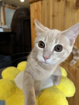 Amaretto -  Domestic Short Hair Cat for Adoption in Emerald Isle, North Carolina - Amaretto | PetCurious