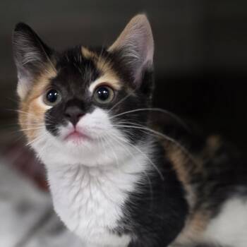Sunflower -  Domestic Short Hair Cat for Adoption in Fort Wayne, Indiana - Sunflower | PetCurious