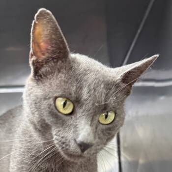 Rescue American Shorthair Cats for Adoption in Jacksonville, Arkansas - Tripp | PetCurious