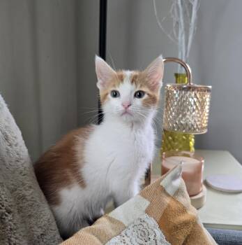 Hopper -  Domestic Short Hair Cat for Adoption in Maple Valley, Washington - Hopper | PetCurious