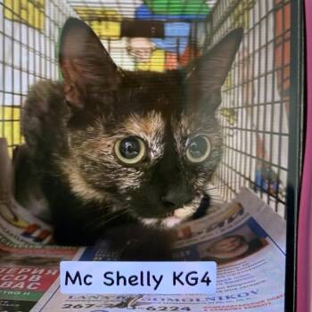 McShelly -  Domestic Short Hair Cat for Adoption in Philadelphia, Pennsylvania - McShelly | PetCurious