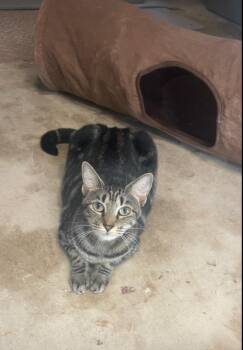 Savannah (sweet girl) watch video -  Domestic Short Hair Cat for Adoption in Port Orange, Florida - Savannah (sweet Girl) Watch Video | PetCurious