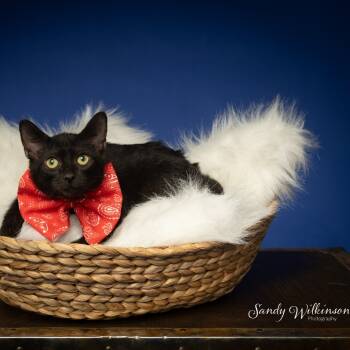 Rescue American Shorthair Cats for Adoption in Tipton, Indiana - Admiral | PetCurious