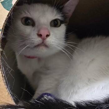Domestic Short Hair Cats Available for Adoption in Fairport, New York - Khloe | PetCurious