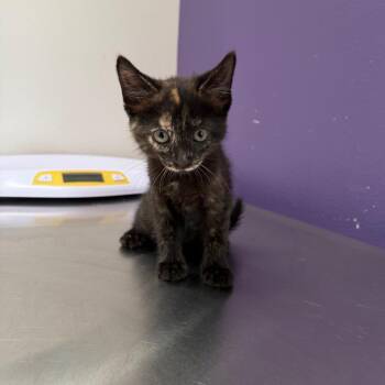 Domestic Short Hair Cats Available for Adoption in Englewood, Florida - Nori | PetCurious