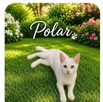 Polar -  Domestic Short Hair Cat for Adoption in Warren, New Jersey - Polar | PetCurious