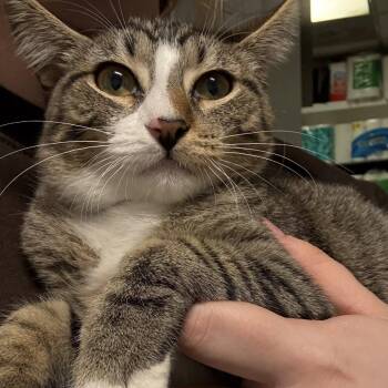 Domestic Short Hair Cats Available for Adoption - Ben | PetCurious