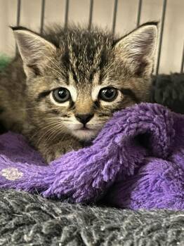 Rescue Domestic Short Hair Cats for Adoption - Frodo | PetCurious