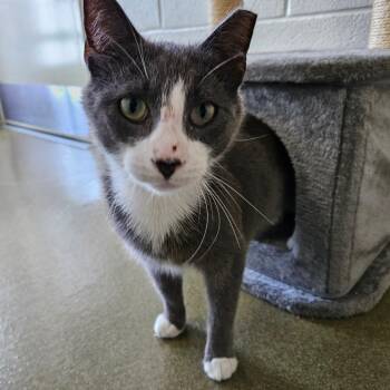 Velma -  Domestic Short Hair Cat for Adoption in Harrisonburg, Virginia - Velma | PetCurious