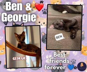 Ben & Georgie bonded kittens -  Domestic Short Hair Cat for Adoption in Enfield, Connecticut - Ben & Georgie Bonded Kittens | PetCurious