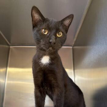 Domestic Short Hair Cats Available for Adoption - Fig Newton-C | PetCurious