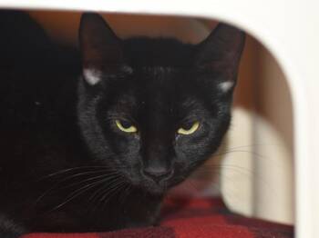 Domestic Short Hair Cats Available for Adoption in Portland, Oregon - Nebula | PetCurious