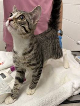 Domestic Short Hair Cats Available for Adoption in Derwood, Maryland - CAMEMBERT | PetCurious