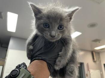 A1935223 -  Domestic Short Hair Cat for Adoption in Thousand Palms, California - A1935223 | PetCurious