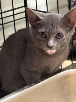 Poppy -  Domestic Short Hair Cat for Adoption in Saint Francisville, Louisiana - Poppy | PetCurious