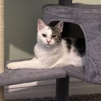 Hello Kitty -  Domestic Short Hair Cat for Adoption in Philadelphia, Pennsylvania - Hello Kitty | PetCurious