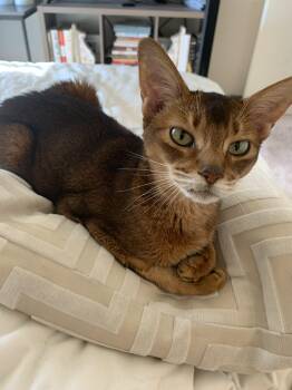 Abyssinian Cats Available for Adoption - Lizzy | PetCurious