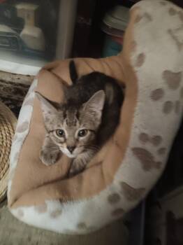 Ashland -  Domestic Short Hair Cat for Adoption in Wheaton, Illinois - Ashland | PetCurious