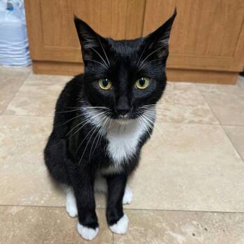 Domestic Short Hair Cats Available for Adoption in Sunnyvale, California - Tuxie | PetCurious