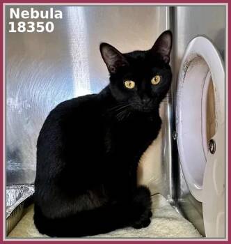 Domestic Short Hair Cats Available for Adoption in Marietta, Georgia - NEBULA (see Also NOVA) | PetCurious