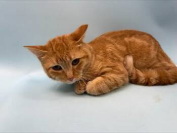 Kitty Kitty -  Domestic Short Hair Cat for Adoption in Golden Valley, Minnesota - Kitty Kitty | PetCurious